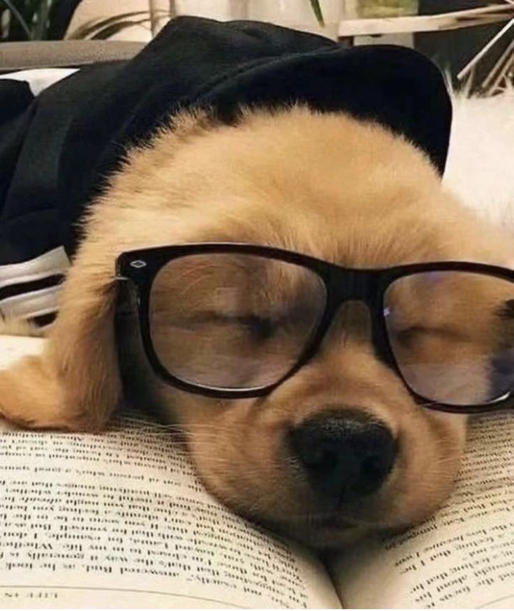 Lone Ramotswiri's dog wearing sunglasses